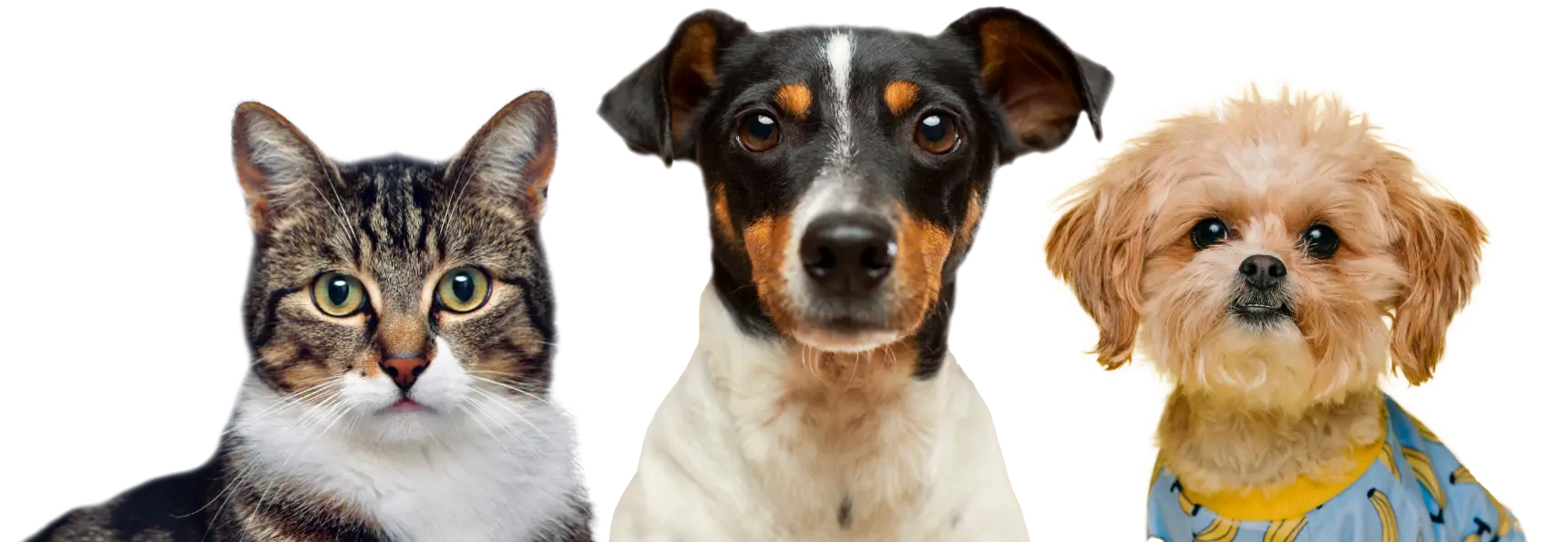 about us hero pets optimized