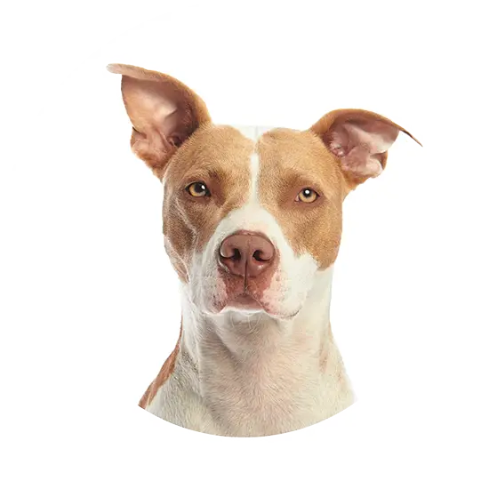 hero home dog image 4 optimized