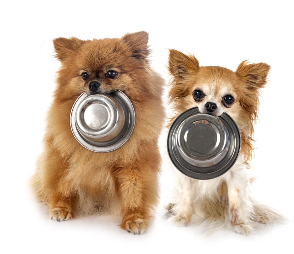 chihuahua and spitz in studio 2024 12 06 01 52 37 utc scaled