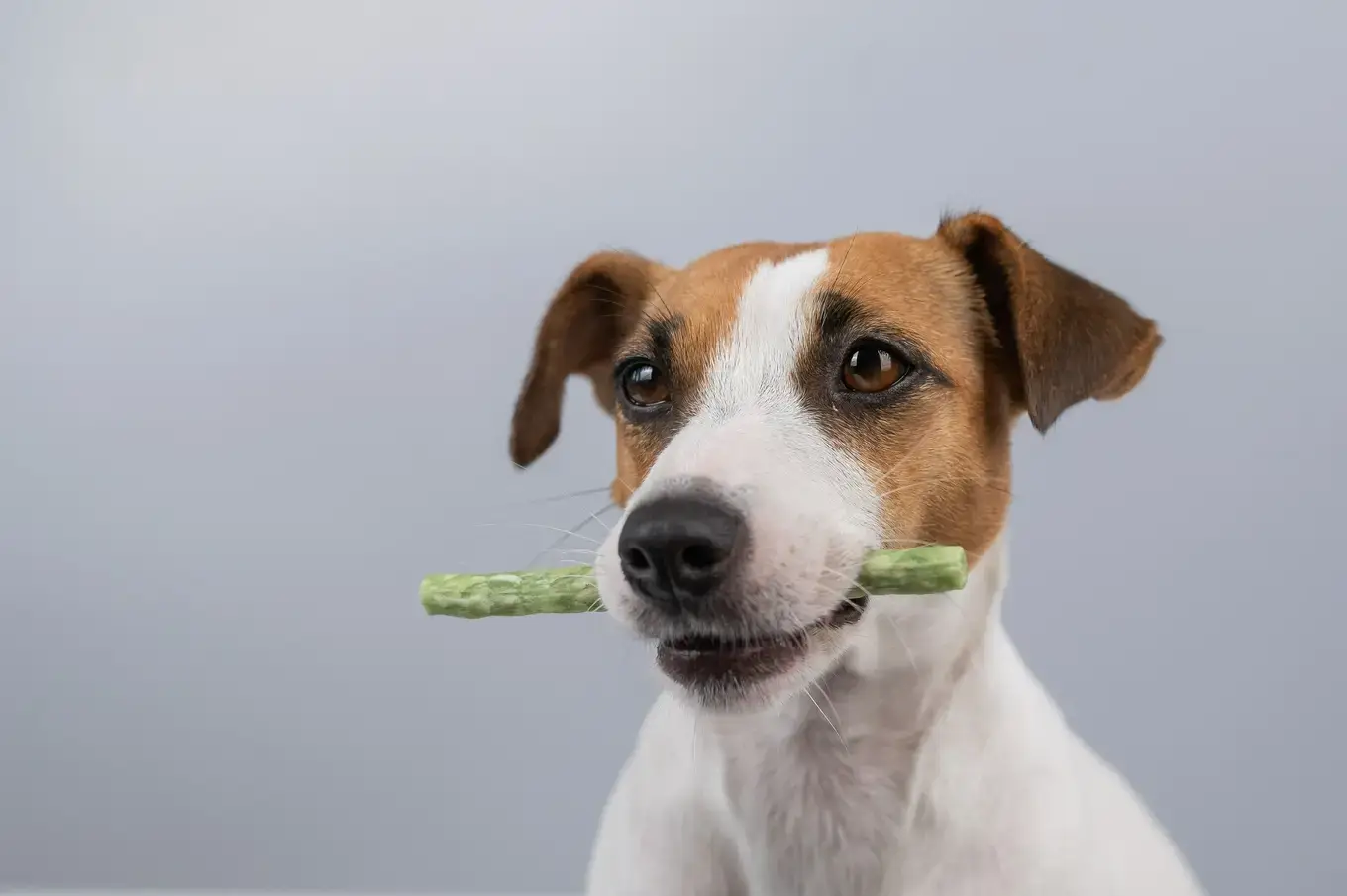 pies trzymajacy przysmak