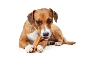 pies jedzący przysmak